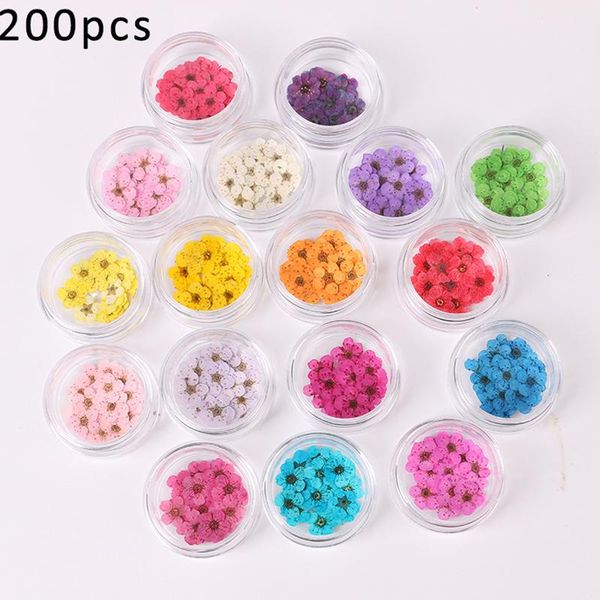 

200pcs/lot dried narcissus plum blossom natural flower for diy nail art craft accessories pressed floral decals stickers uv gel
