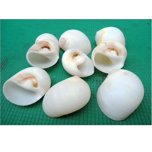 

happykiss natural ornament conch shells white jade snail the white cat's eye screw the mediterranean home decoration a jlljsp