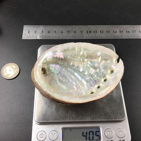 

natural abalone shells seashells home aquarium landscape diy nautical decor soap holder 9 10cm craft collectable jewelry holder h bbyube