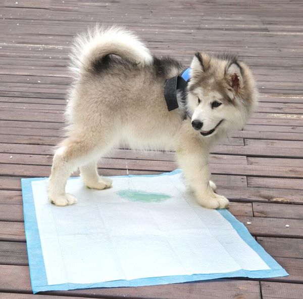 

одноразовые 100 штук дюжины животных подгузники водоабсорбирующего животное мочи подушку дезодорирующий собака мочи площадка собака подгузни