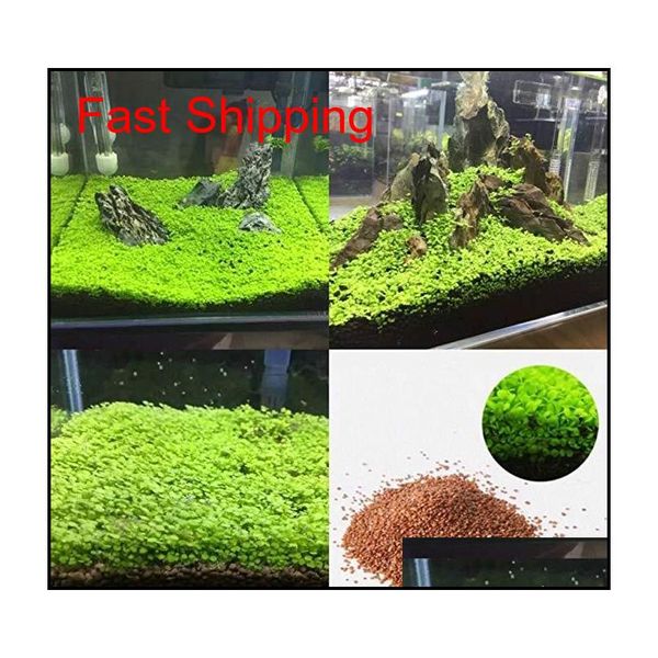 

wholesale garden fish tank aquarium plant seeds aquatic water grass ornamental plant home yard dec qylfys tore2010