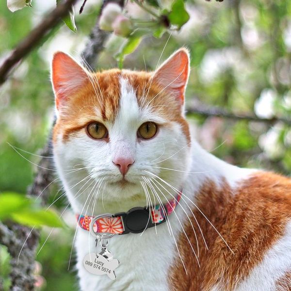 

quick release cat collar custom pet puppy cat id tag collars adjustable breakaway kitten bell collar safety for small d wmtuzv