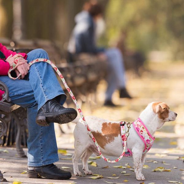 

cute printed dog harness leash set soft mesh pet puppy cat harness adjustable walking lead for small medium dogs cats c wmtlrn