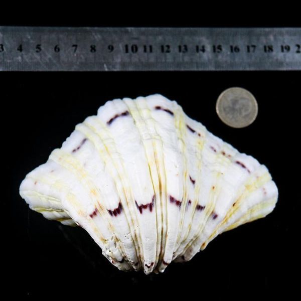 

organic material nautical home decor clam shells storage diy soap box decor crafts shells for jewelry making beach ornaments h bbyyxc