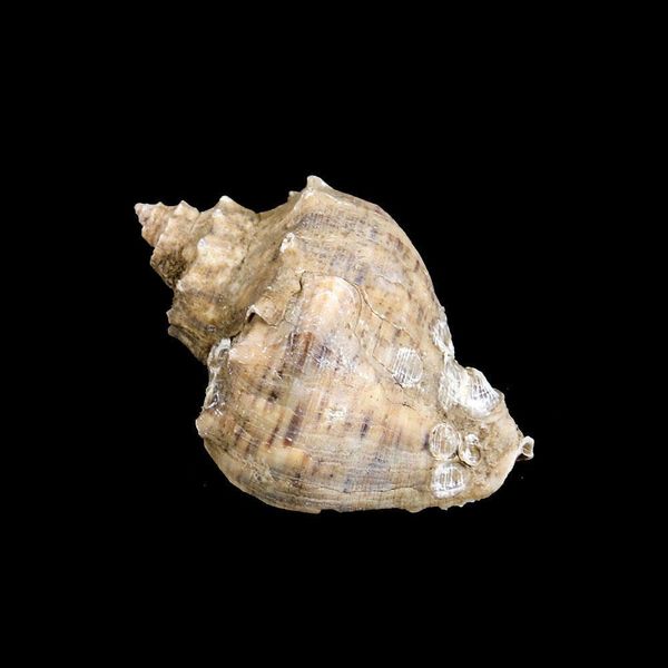 

8 10cm natural conch shell deepwater snail hermit crab seashell nautical home decor fish tank aquarium decoration accessories h jllplj