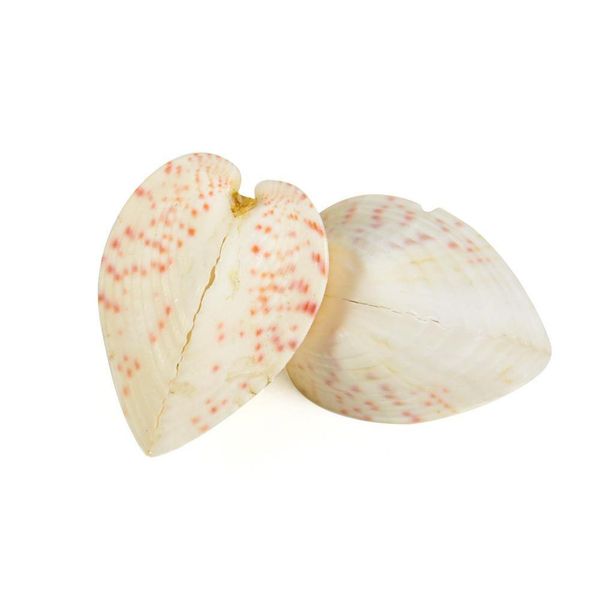 

2pcs 3 5cm chicken heart clam natural shell lover seashell beach wedding decor starfish aquarium nautical decor collectibles h jllxsu