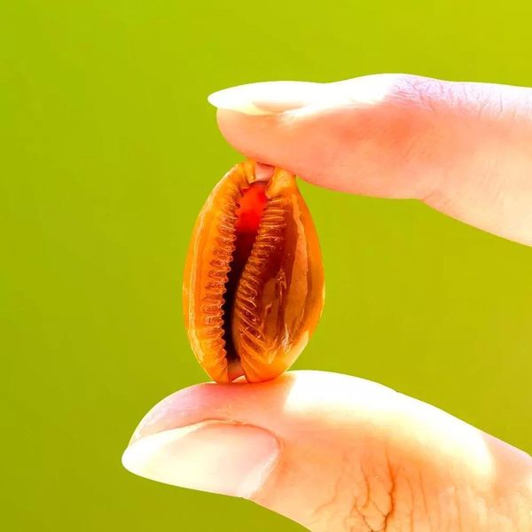 10 stücke Natürliche Rote Spot Conch Muscheln Aquarium Aquarium Landschaft Dekoration Probe DIY Handwerk Für Strand Nautische Dekor H jllVaL