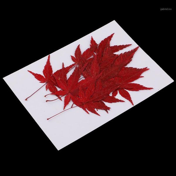 

12pcs natural dried flower leaves red for card making decoration1