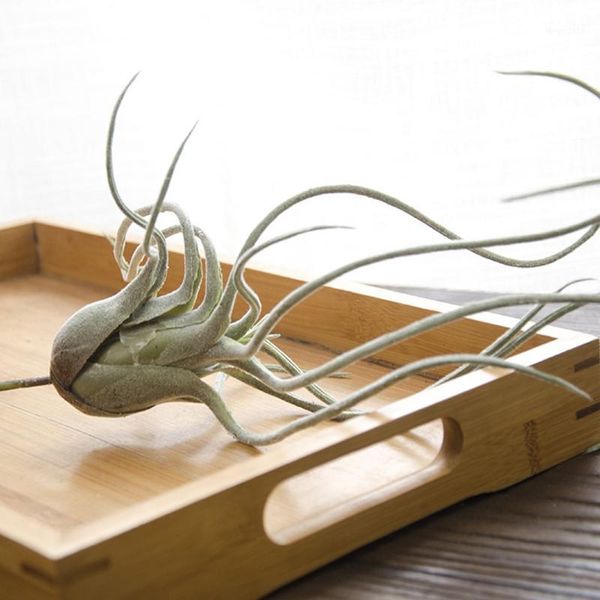 

artificial plants succulent air decoration bouquet wall floral office decor 20191