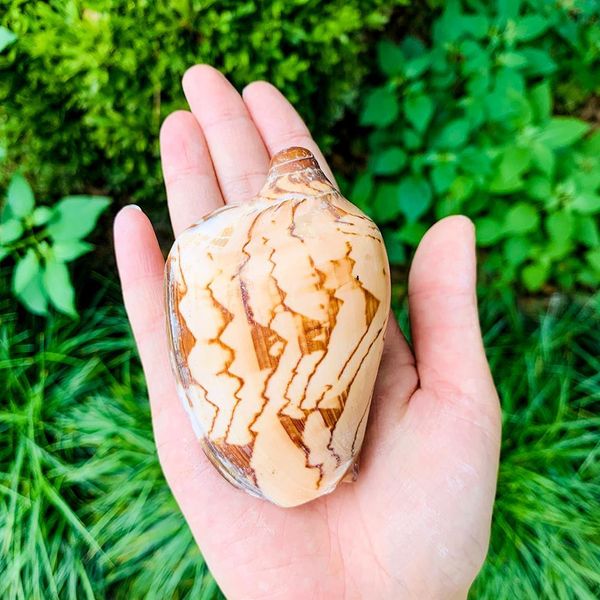 

wave conch sea shells nautical decor natural shell conch decor fish tank aquarium scenic decoration micro landscape specimens h jllrcv