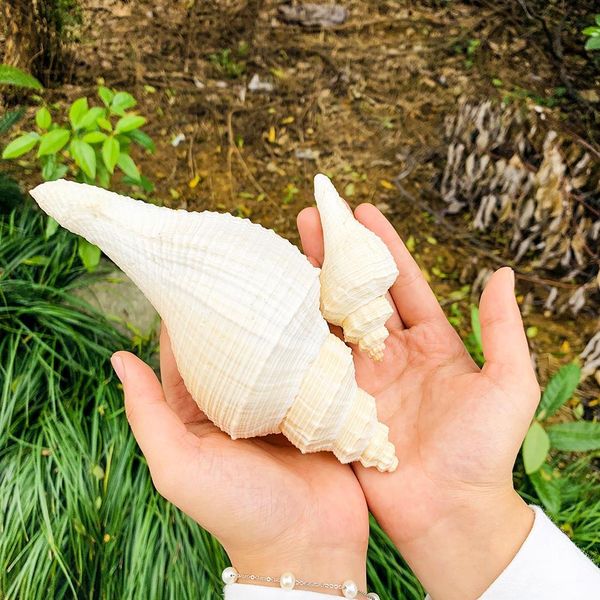 

natural conch shells nautical home decor seashells collectibles australia long snails dafa conch horn instrument aquarium decor h bbyomr