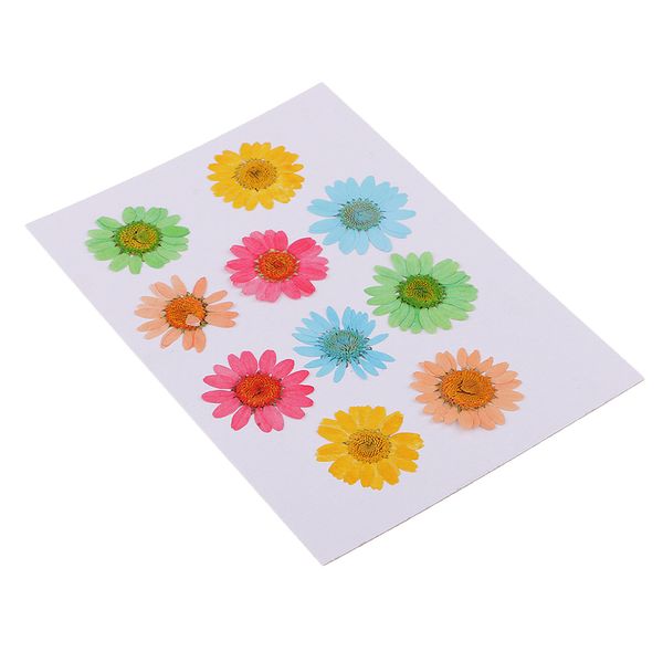 

10 piece pressed real dried flowers chrysanthemum for resin ornament jewelry making