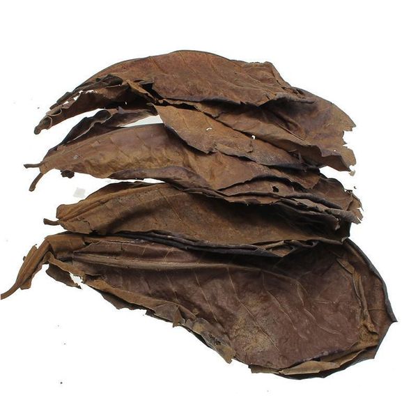 

10/20/50pcs natural terminalia catappa foetida leaves island almond leaf fish treatment cleaning aquarium tank water r jlltxy