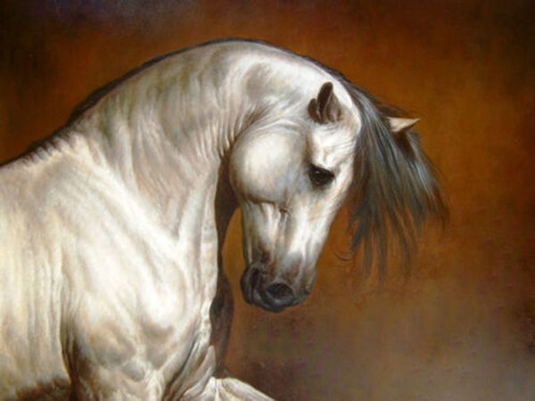 

животное белого коня голова home decor расписанной hd печать картина масло на холст wall art canvas картинки 201021