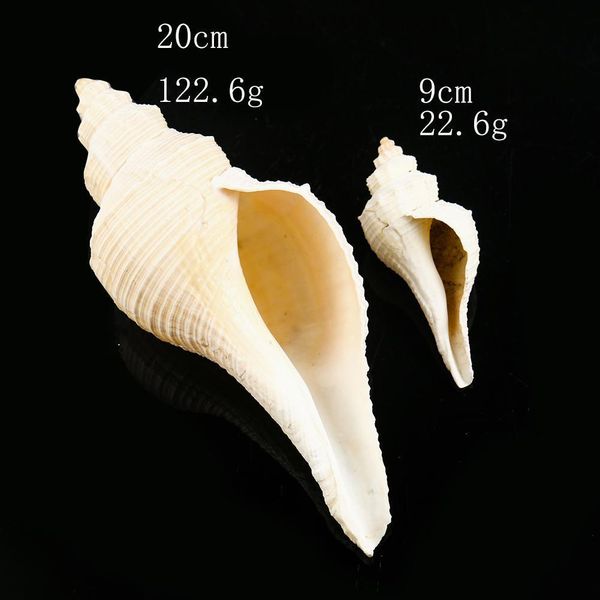 

natural conch shells nautical home decor seashells collectibles australia long snails dafa conch horn instrument aquarium decor h wmtxwm