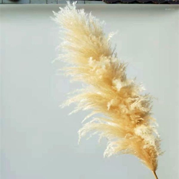 

super pampas grass home decor natural dried flower rabbits tail grass large wedding layout corner shop display window decoration1