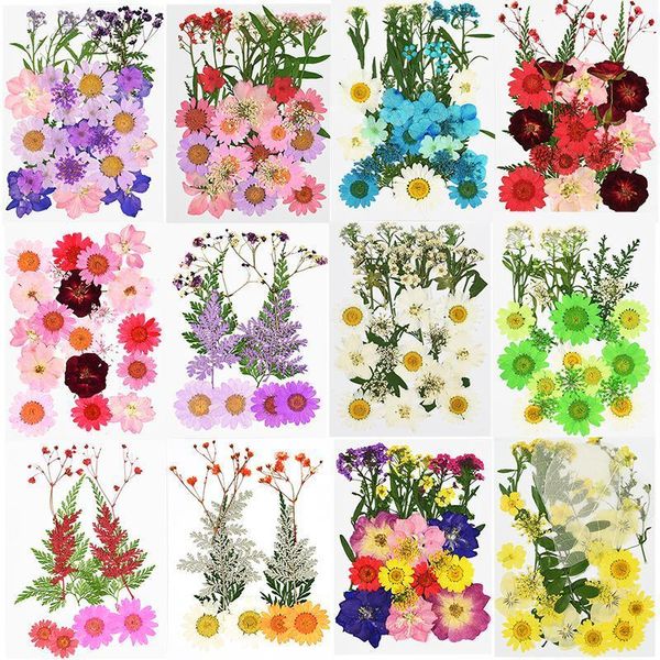 

pressed flowers small dried flower scrapbooking dry preserved flower mini bloemen flores secas diy floral making craft accessory1