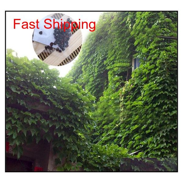 

boston ivy climbing foliage plants 3 leaf brocade flower seeds the four seasons information easy to kind of 1 qylpag mj_bag