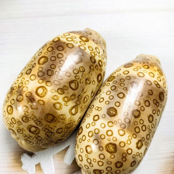 

6 8cm natural hundred eyes conch shell nautical home decor rare specimen snail diy aquarium landscape seashell craft party decor h wmtvjh