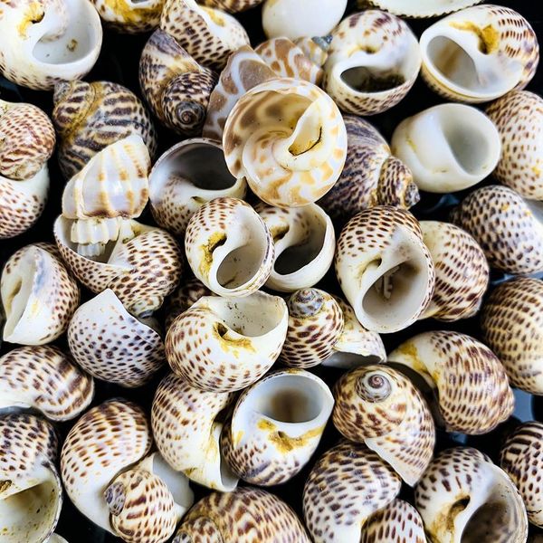

2 4cm 5pcs natural conch seashells bird egg conch shell beach decorations for home crafts specimen diy aquarium landscape docor h sqczyo