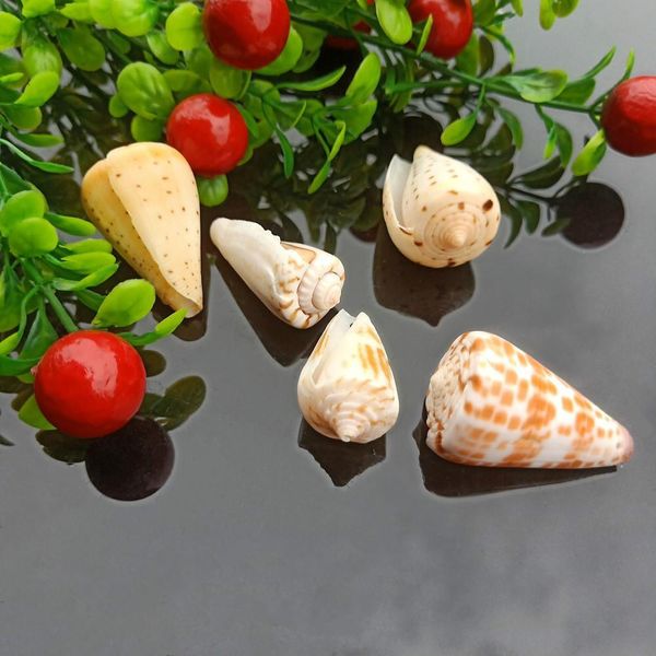 

5pcs seashells natural tabby shell conch pendant nautical decor specimen beach ornaments bracelet necklace diy jewelry making h jllqsz