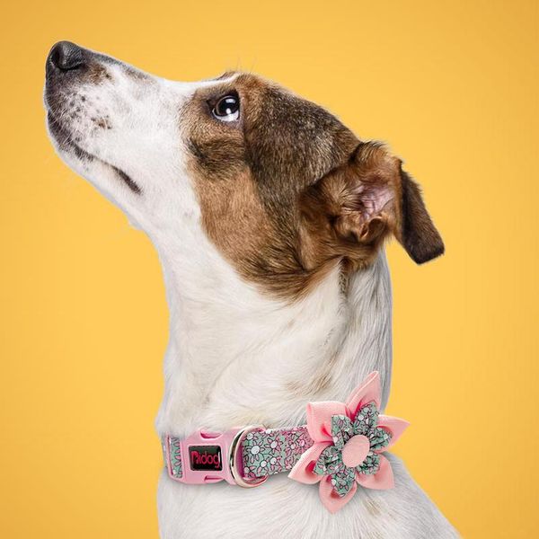 

cute dog collar adjustable pet chihuahua puppy collar printed dog accessories for small medium large dogs pug beagle pet wmtnsf