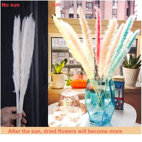 

7pcs bulrush natural dried flowers small pampas grass phragmites diy artificial flowers plants for decor home wedding de jllchb