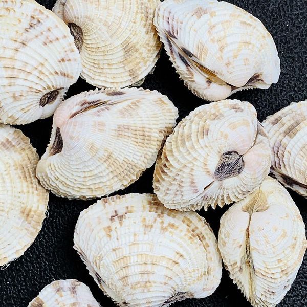 

2pcs 3 4cm natural conch shell flower basket curtain clam collection rare specimen teaching scallop paleontology aquarium decor h jlluyy
