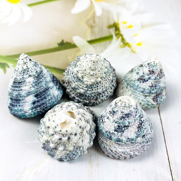 

2pcs 2 3cm green tower seashell snail green natural conch fish tank landscape shellfish hermit crab shell specimens decor craft h bbycjb