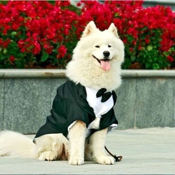 

pet cloth dog drs golden husky alaskan stripe suit