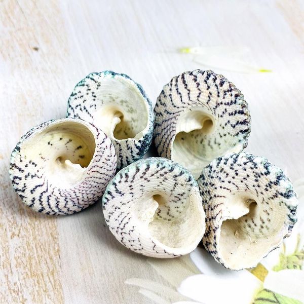 

2pcs 2 3cm green tower seashell snail green natural conch fish tank landscape shellfish hermit crab shell specimens decor craft h wmtkie