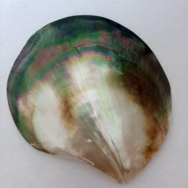 

90 100mm colorful sea shells mediterranean shells natural beach home decor shells for jewelry making ocean wedding decorations h bbyrwt