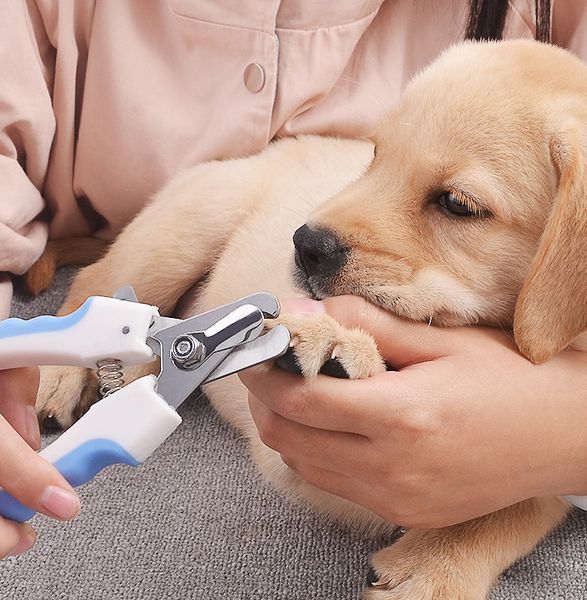 2 Stück/Set Fellpflegeschere für Hunde und Katzen, Zubehör für Haustiernägel, Fellpflegeset mit 2 Scheren, Nagelknipsern, Feile und Schneidern – ideal für Katzen und Hunde JXW832