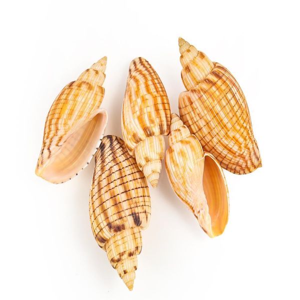 

9 10cm new corn snails seashell corn conch specimen beach decor for home fish tank and aquarium landscaping diy decoration shell h jllnac