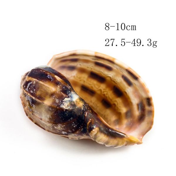 

7 10 см натуральная редкая арфная оболочка carambola conch seashell collectibles образец талисман аквариум танк ландшафт морской домашний де