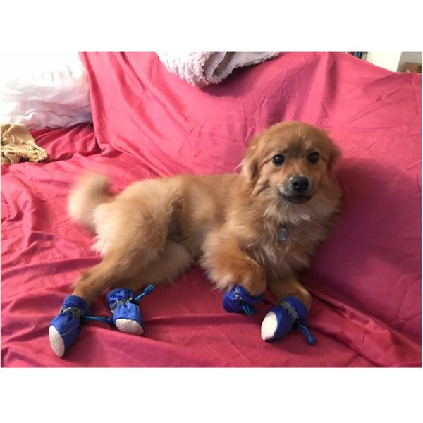 

4pcs/set waterproof anti-slip pet shoes for small dogs cats chihuahua yorkie thick snow dog boo bbyowk
