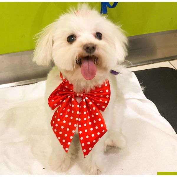 

20pc/lot factory sale new colorful handmade adjustable big dog puppy pet butterfly bow ties neckties dog grooming supplies mix 20 color mb4