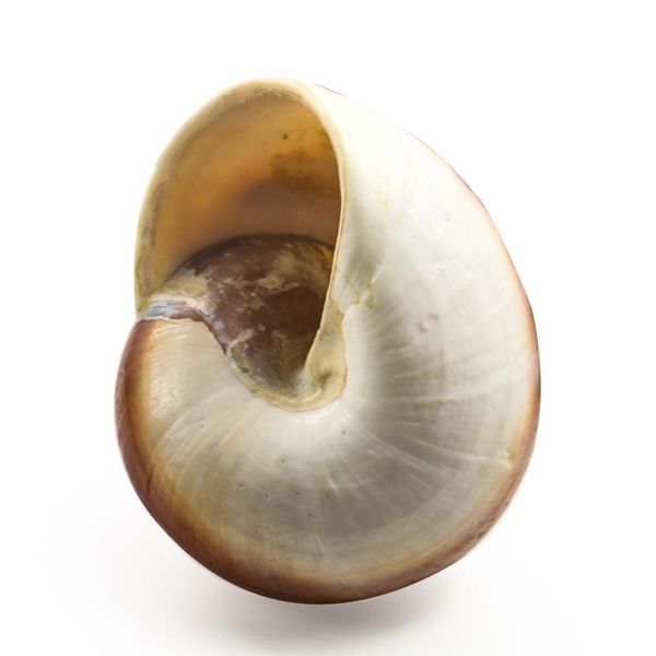 

7 8cm natural snail shell hermitage crab spare replacement shell bread conch seashells nautical home decor acquarium accessory h bbywys