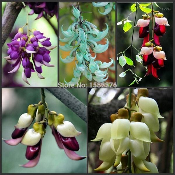 

decorative flowers & wreaths 50pcs fresh real mucuna birdwoodiana novel semillas1