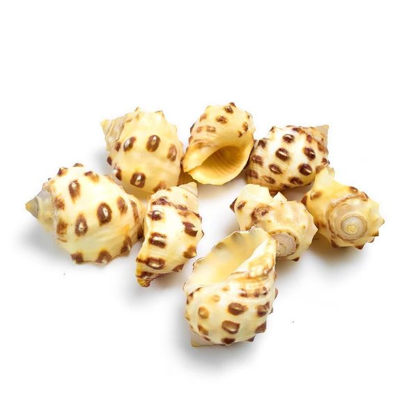 

2pcs 1.5 2cm natural lychee conch seashell spotted snail crafts specimen collectibles fish tank decoration aquarium accessories h bbymwf