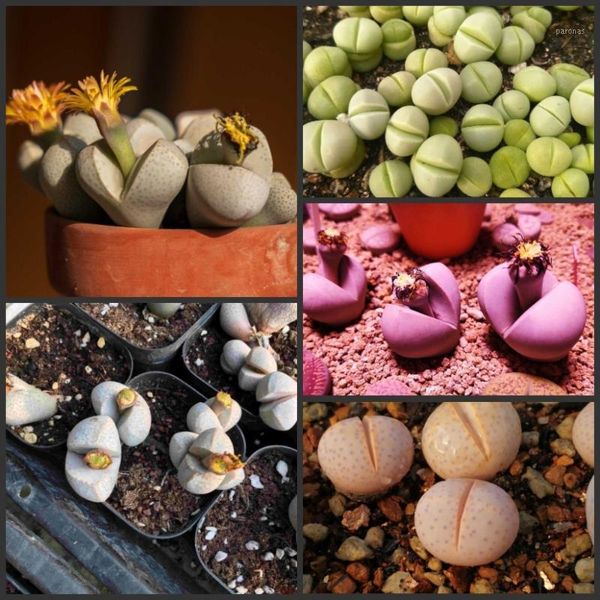 

decorative flowers & wreaths 1000pcs - 100% genuine fresh real dintheranthus wilmotianus succulent oo~ (huan yu) ~ living stones f1