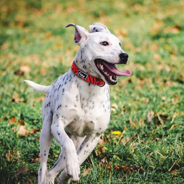 

adjustbale nylon dog collar leopard printed safety dog collar for small medium large dogs pitbull labrador pet bbyzsk