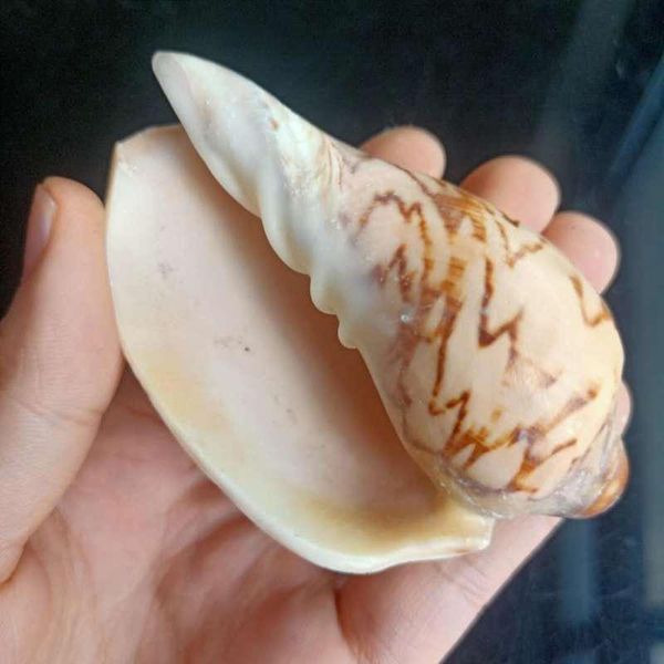 

mediterranean natural shell conch decor nautical beach wedding decorations jewelry diy ocean seashell cowrie shells crafts h jllnwg