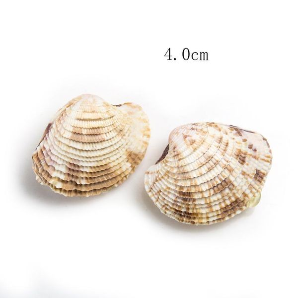 

2pcs 3 4cm natural conch shell flower basket curtain clam collection rare specimen teaching scallop paleontology aquarium decor h bbymrp
