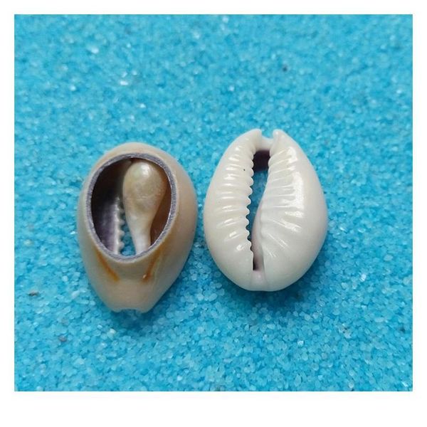 

50pcs light gray natural sea shell loose beads accessories for diy bracelets ornaments home fish tank conch qylboc