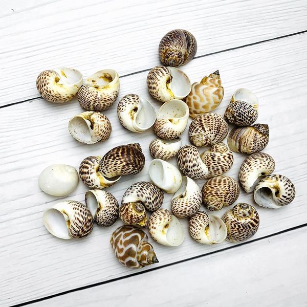 

2 4cm 5pcs natural conch seashells bird egg conch shell beach decorations for home crafts specimen diy aquarium landscape docor h bbytwy