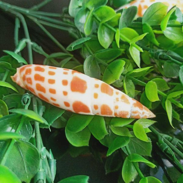 

1pc natural shell conch carp pen conch specimen nautical home decor snail seashells collectibles beach wedding decoration h bbygyx