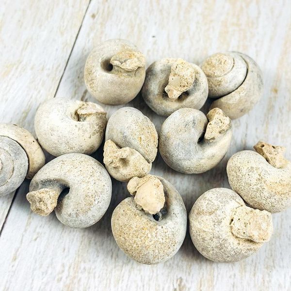 

5pcs natural animal snail rough stone minerals specimen biology geography teaching sample collection rock mini pure conch stone h jllqrp