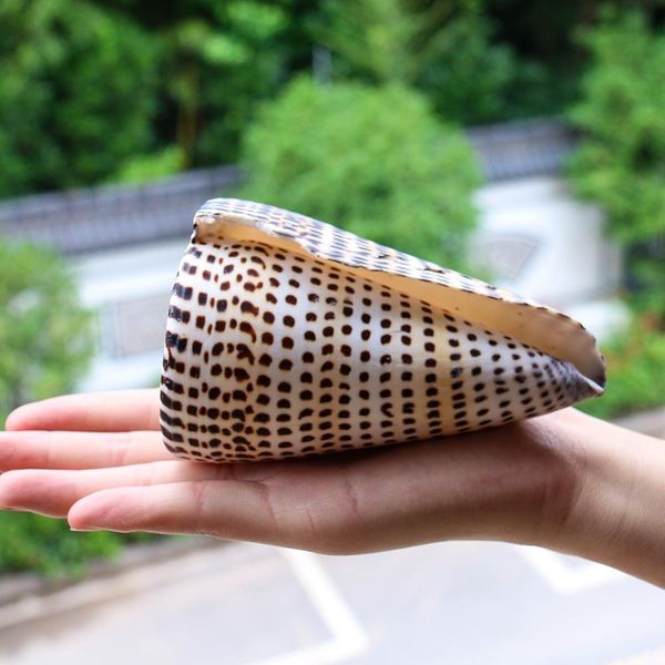 

natural black corn conch sea shell natural seashell specimen beach decoration for home nautical wedding decor aquarium landscape h bbyvnz