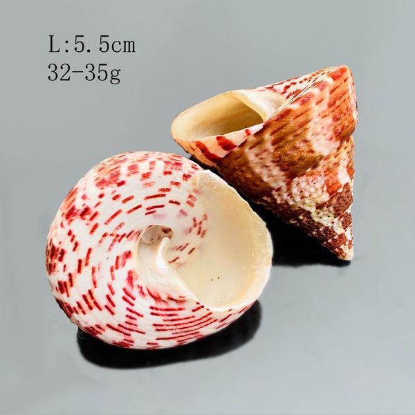 

1pc natural strawberry conch seashells craft shells specimen nautical decor wedding beach ornaments aquarium landscape h jllgcp